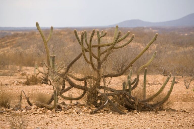 estudo-revela-surgimento-de-area-similar-a-deserto-no-brasil